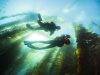 Best and Most Reliable Diving Tips for All Beginners to Improve Their Diving Skills