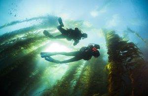 Best and Most Reliable Diving Tips for All Beginners to Improve Their Diving Skills