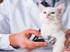 Do You Know These 2 First Aid Tips for Cats?